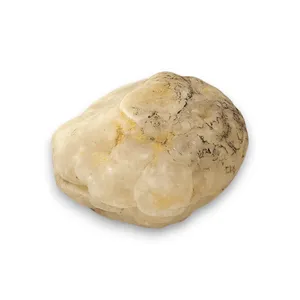 Футляр Мушля